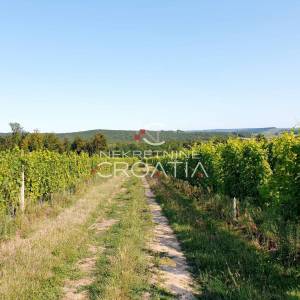 105.333 m2 VINOGRADA, 4.75 EUR/m2!
