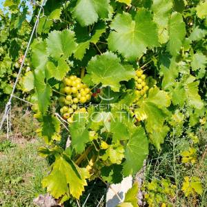 105.333 m2 VINOGRADA, 4.75 EUR/m2!