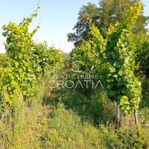 105.333 m2 VINOGRADA, 4.75 EUR/m2!