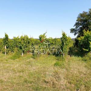 105.333 m2 VINOGRADA, 4.75 EUR/m2!