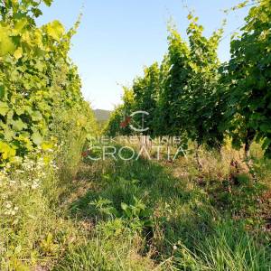 105.333 m2 VINOGRADA, 4.75 EUR/m2!