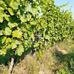 105.333 m2 VINOGRADA, 4.75 EUR/m2!