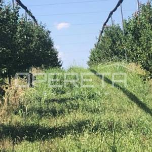 Banska Kosa, Zemljište, 2.200.000,00 EUR