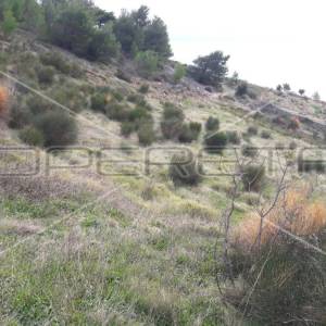 Bol, Bol, 27.980,00 m2, 390.000,00 EUR