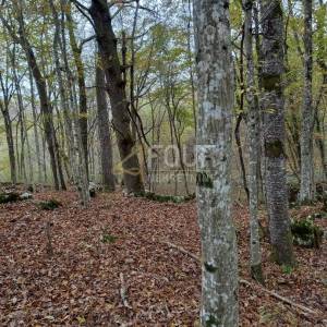 Bosiljevo, zemljište površine 100.581m2, gospodarska zgrada