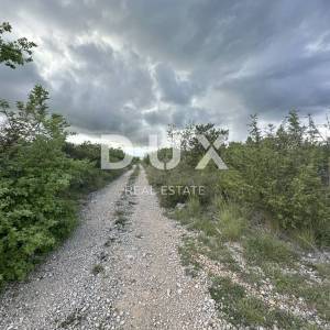 BRIŠEVO, MAZIJA - Poljoprivredno zemljište (šuma) - 8000m²