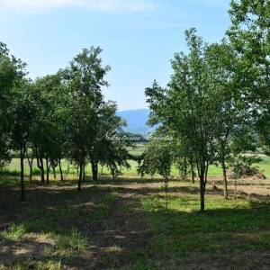 Cerje Nebojse: za adaptaciju; 12 km od Varaždina 