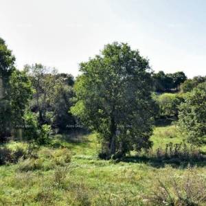 Građevinsko zemljište u Štokovcima, Svetvinčenat – Idealna prilika!