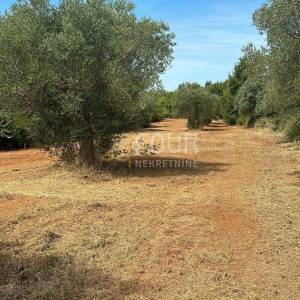 Istra, Bale, poljoprivredno zamljište, 3.060m2
