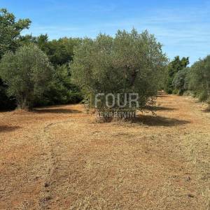 Istra, Bale, poljoprivredno zamljište, 3.060m2