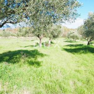 ISTRA, BALE - Prostrano zemljište sa maslinama, blizina mora i pogled na more