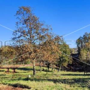 Istra, Barban - okolica, lijepo građevinsko zemljište 772 m2, mirna okolica, pri