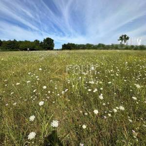 Istra, Barban - okolica, zemljište 5.832m2 s projektom za 6 luskuznih vila s bazenima