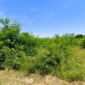 ISTRA, BARBAN - Pogodna prilika za investiciju; atraktivno zemljište