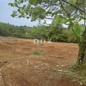 ISTRA, BARBAN - Prostrano građevinsko zemljište u blizini centra naselja