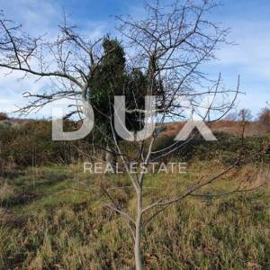 ISTRA, BARBAN - Zemljište s pravomoćnom dozvolom i plaćenim komunalijama, prekrasan pogled