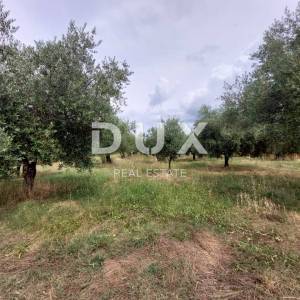 ISTRA, BRTONIGLA - Maslinik sa 72 masline