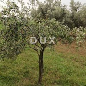 ISTRA, BRTONIGLA - Maslinik sa 72 masline