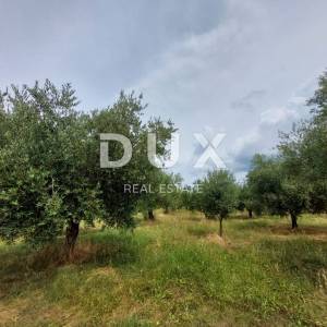 ISTRA, BRTONIGLA - Maslinik sa 72 masline