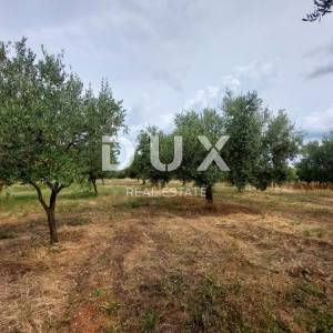 ISTRA, BRTONIGLA - Maslinik sa 72 masline