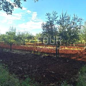 Istra, Brtonigla, poljoprivredno zemljište 5.077m2