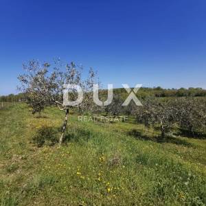 ISTRA, BUJE - 5,8 ha prekrasnog maslinika s gospodarskim objektom