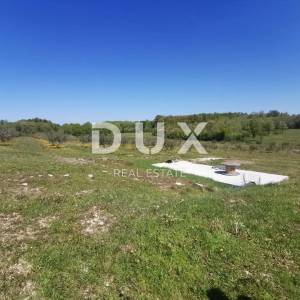 ISTRA, BUJE - 5,8 ha prekrasnog maslinika s gospodarskim objektom