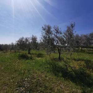 ISTRA, BUJE - 5,8 ha prekrasnog maslinika s gospodarskim objektom