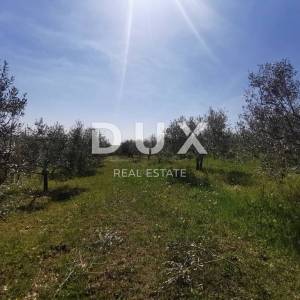 ISTRA, BUJE - 5,8 ha prekrasnog maslinika s gospodarskim objektom