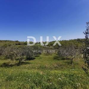 ISTRA, BUJE - 5,8 ha prekrasnog maslinika s gospodarskim objektom