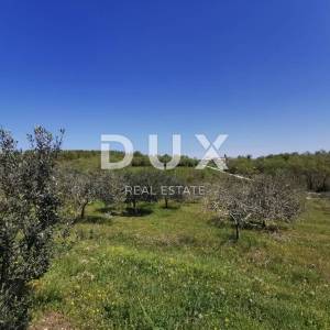 ISTRA, BUJE - 5,8 ha prekrasnog maslinika s gospodarskim objektom