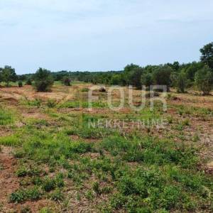 Istra, Buje, poljoprivredno zemljište 47.888m2