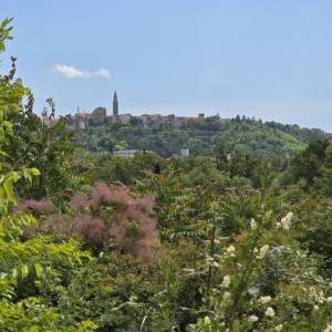 ISTRA, BUJE - TOP ponuda! Građevinsko zemljište s dozvolom za 5 vila s bazenom, prekrasan pogled na more, prilika!