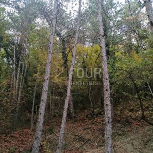 Istra, Buzet - okolica, poljoprivredno zemljište, 3.820m2