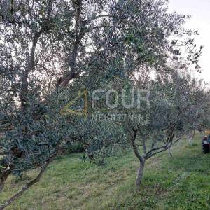 Istra, Buzet, poljoprivredno zemljište 13.468m2