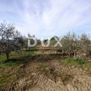 ISTRA, CEROVLJE, GRIMALDA – Maslinik među brežuljcima, 280 stabala na 2,4 ha
