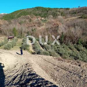 ISTRA, CEROVLJE, GRIMALDA – Maslinik među brežuljcima, 280 stabala na 2,4 ha