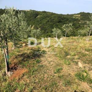 ISTRA, DRAGUĆ – Skriveni maslinarski raj s potencijalom obnove