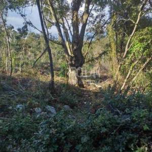 Istra, Duga Uvala, poljoprivredno zemljište, 2.042m2