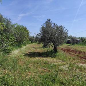 ISTRA, FAŽANA Kuća 66m2 na prostranom zemljištu!