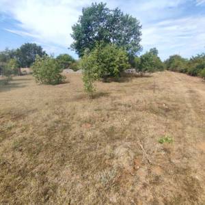 ISTRA, FAŽANA - Poljoprivredno zemljište 1289 m2