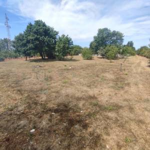 ISTRA, FAŽANA - Poljoprivredno zemljište 1289 m2