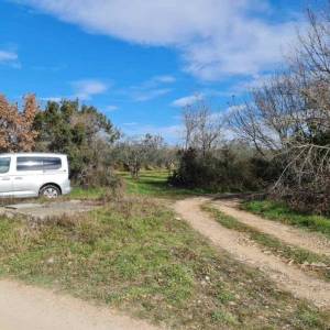 ISTRA, FAŽANA - Predivan maslinik s istarskim kažunom 3.170 m2