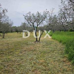 ISTRA, FAŽANA - Predivan maslinik s istarskim kažunom 3.170 m2