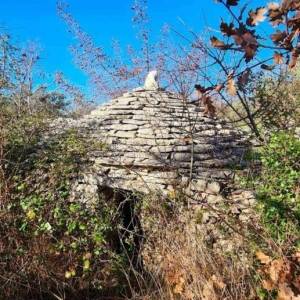 ISTRA, FAŽANA - Predivan maslinik s istarskim kažunom 3.170 m2