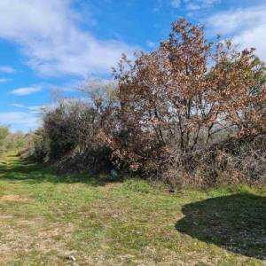 ISTRA, FAŽANA - Predivan maslinik s istarskim kažunom 3.170 m2