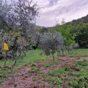 ISTRA, GRAČIŠĆE - Kameni objekti s prostranim zemljištem na osami
