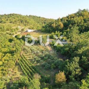 ISTRA, GRAČIŠĆE - Prekrasan maslinik s 90 maslina!