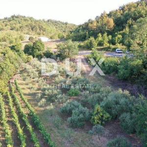 ISTRA, GRAČIŠĆE - Prekrasan maslinik s 90 maslina!