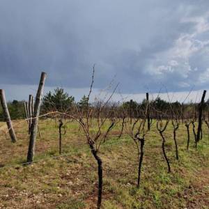 ISTRA, GRAČIŠĆE - Vinograd, maslinik, livada i šuma s prekrasnim pogledom